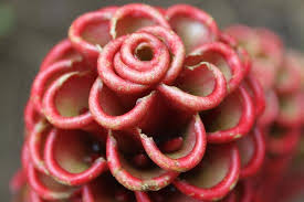 Maybe you would like to learn more about one of these? Rain Forest Flower Picture Of Costa Rican Tours And Services Playas Del Coco Tripadvisor