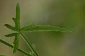 Image result for Pavonia clathrata