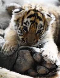 Two Little Paws On One Big Paw From His Tiger Mom Scary Animals Big Cats Animals Wild