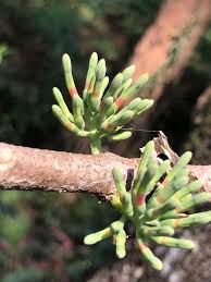 Image result for Dictyophleba