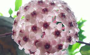 Come scegliere le piante grasse da esterno e da appartamento, con fiori, perenni e resistenti al freddo. Pianta Grassa Rampicante Perche Sceglierla