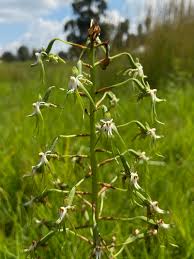 Image result for Habenaria schimperiana