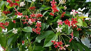 Image result for Quisqualis