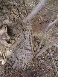 Cottonwood or eastern poplar is a massive hybrid, as is swamp poplar. Black Poplar
