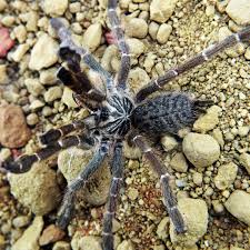 Image result for Pteris kivuensis