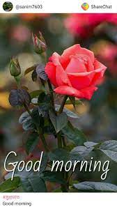 I am sending a beautiful morning message to a good friend with a good heart; Pin By Beverley Green On Good Morning Good Morning Beautiful Flowers Good Morning Flowers Good Morning Images Flowers