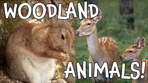 Check spelling or type a new query. Woodland Creatures Cutest Forest Animals For Kids Youtube