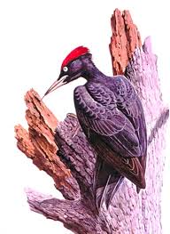 3 stars hotel picchio nero is located at via mulino 22 in terranova di pollino in 385 m from the services and infrastructure description of hotel picchio nero. Zona Di Tutela Ambientale Picchio Nero Wilderness Italia