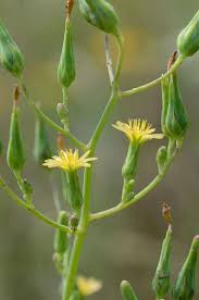 Image result for Leucas urundensis