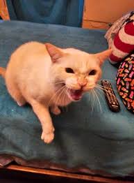 My beautiful baby Gabriel. He is such a wonderful cat. Thank you God for  Gabriel ❤️🐈‍⬛