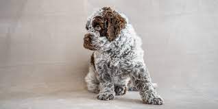 The puppies will be here shortly, bookmark this page and check back soon! Yare Lagotto Romagnolo Portuguese Water Dogs