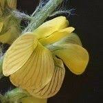 Image result for Crotalaria chrysochlora