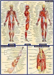 Zygote body is a free online 3d anatomy atlas. 9 99 Aud 03 Human Anatomy All System Deep Muscles Map 24 X33 Poster Ebay Collectibles Human Anatomy Systems Human Anatomy Human Body Anatomy