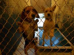 Dedicated local pet fostering networks spring up around shelters, and can help somewhat — but any time that shelter intake is high and adoptions are low can make things difficult. Ga Shelter Dogs Please Share Shelter Dogs Animal Rescue Dog Adoption