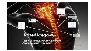 Pobierz tę ilustrację wektorową mózg i rdzeń kręgowy teraz. Rdzen Kregowy By Racha Lahmer