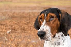 Purebred beagle puppies kingston ontario pocket beagles, bluetick coonhound pups, redbone coon hound puppies for sale. Coonhound Dog Names Easy To Follow Guide And Expert S Advice