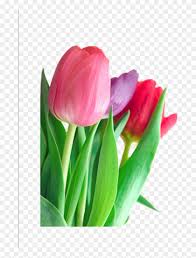 The handmaid's tale wiki is a collaborative encyclopaedia about the novel and hulu drama series that anyone can edit. Tulip Png Clipart Handmaid S Tale Tulips Transparent Png 885160 Pikpng