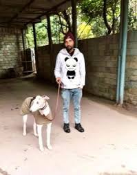 Either way the prices for food delivery are always relatively affordable for everyone. 17 International Pet Transport Company In India Ideas Pet Transport Pet Relocation Pet Transport Service