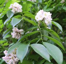 Image result for Craibia zimmermannii