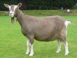 Black And White Goat Breeds 15 Famous Goat Breeds To Raise For Milk Meat And Fleece Animaux De La Ferme Elever Des Animaux De Ferme Chevreaux
