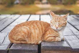 Orange tabbies, like tabby cats of other colors, come in a variety of patterns. Orange Tabby Cats Facts Lifespan Intelligence We Re All About Cats