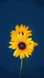 Blue and yellow flowers wallpaper. Iphone Flower Tumblr Blue Wallpaper Novocom Top