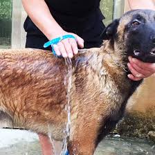 Homeyoo Pet Bathing Kit Tool Shower Sprayer For Dog Multifunctional Pet Wash Attachment Applicable For Bathtub Grooming Do Dog Shower Pet Grooming Dog Brushing