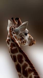 giraffe tiere giraffen afrika tiere