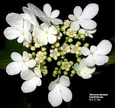 Image result for Caprifoliaceae