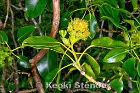 Image result for Ozoroa longipes