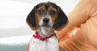 Pets choice local pet food and supply store is a healthy pet shop near merrimack with everything you need for your dogs & cats. Are Puppy Mills Banned In New York Senate Passes Major Bill