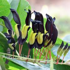 Image result for Crotalaria nigricans