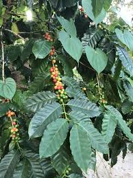 Image result for Coffea mufindiensis