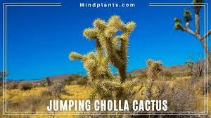The cactus spines resemble needles and are an absolute necessity for the plant's survival, but what to do after an injury? Cactus That Shoots Needle Jumping Cholla Cactus