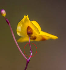 Image result for Utricularia scandens