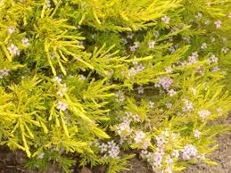 Light pink flowers bloom in winter to spring. Coleonema Pulchellum Sunset Gold A397 Diosma Boething Treeland Farms