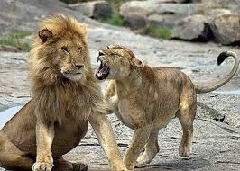 Long Live The King And Queen Animals Funny Animals Lion