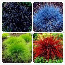 Cheap Grass Seed Buy Quality Ornamental Grasses Directly From China For Garden Suppliers 100pcs Mixed Color Ornamental Grasses Fescue Grass Cheap Grass Seed