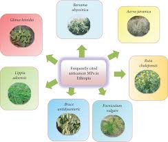 Image result for Pentarrhinum abyssinicum