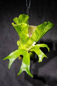 Image result for Platycerium stemaria