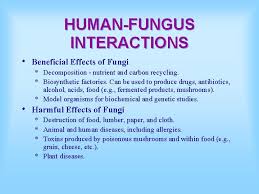 Kejutan baru yang ditawarkan oleh office 2010 adalah fungsi menyimpan dokumen. Introduction To Fungi What Is Fungi A Group