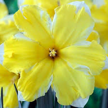 Pin On 25 Most Beautiful Daffodils