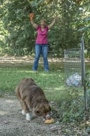 Giftkodertraining Nimm Nur Was Du Darfst Alles Andere Lass Fallen Martin Rutter Dogs Schwerin Hund Fahrrad Hundehaltung Gesunde Hunde