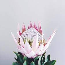 King Protea Flower Protea Flower Flowers Blooming Flowers