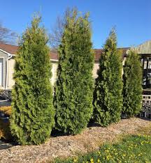 Image result for cuttings thujas