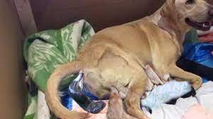 Labrador Daisy Duke Giving Birth To Her 10 Puppies Youtube