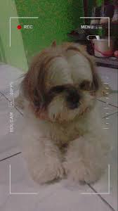 Discover and share the best gifs on tenor. Anjing Lucu Terbaru Kaya Boneka Imut Sekali Anjing Anjing Lucu Boneka