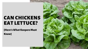 What makes homegrown lettuce bitter? Can Chickens Eat Lettuce Here S What Keepers Must Know