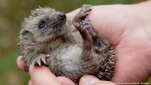 Andrzej kuziomski, founder of foundation igliwiak feeds a hedgehog at foundation igliwiak, a rescue center for hedgehogs in, kazimierza wielka,. Saving Baby Hedgehogs In Germany All Media Content Dw 28 10 2017