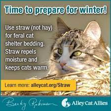 Ready For Winter Tips For Helping Feral Cats Feral Cats Cats Cat Care